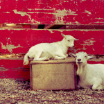 colasantis-kingsville-white-goats
