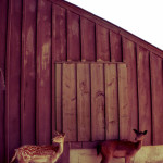 colasantis-kingsville-deer